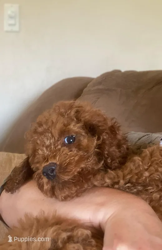 KING – Cockapoo puppy for sale in Gambier, OH