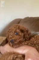 KING, a male Cockapoo for sale in Gambier, OH – Photo 5 of 10