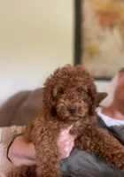 KING, a male Cockapoo for sale in Gambier, OH – Photo 9 of 10