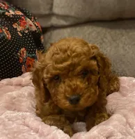 KING, a male Cockapoo for sale in Gambier, OH – Photo 8 of 10