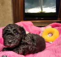 Cyclone AKC, a male Poodle - Toy  for sale in Harrisonville, MO – 2 of 8