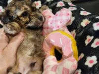 Twister AKC, a male Poodle - Toy  for sale in Harrisonville, MO – 4 of 9