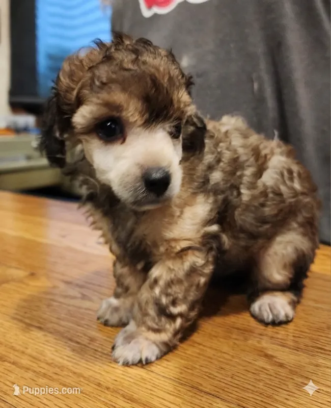 Twister AKC – Poodle - Toy  puppy for sale in Harrisonville, MO