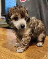 Twister AKC, a male Poodle - Toy  for sale in Harrisonville, MO – 1 of 9