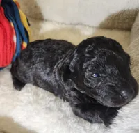 Cyclone AKC, a male Poodle - Toy  for sale in Harrisonville, MO – 7 of 8