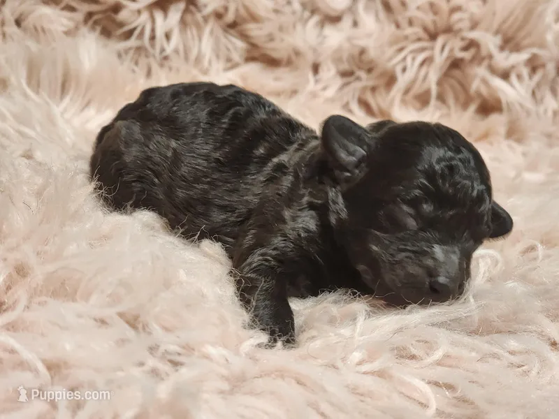 Cyclone AKC – Poodle - Toy  puppy for sale in Harrisonville, MO