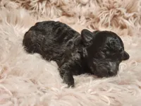 Cyclone AKC, a male Poodle - Toy  for sale in Harrisonville, MO – Photo 1 of 2