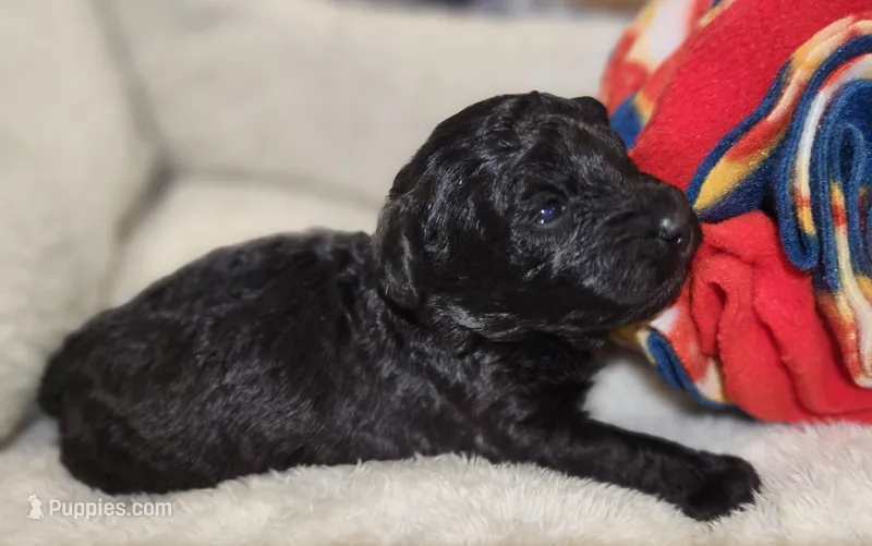 Cyclone AKC – Poodle - Toy  puppy for sale in Harrisonville, MO