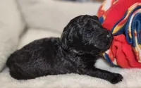 Cyclone AKC, a male Poodle - Toy  for sale in Harrisonville, MO – 5 of 8