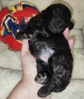 Cyclone AKC, a male Poodle - Toy  for sale in Harrisonville, MO – 6 of 8