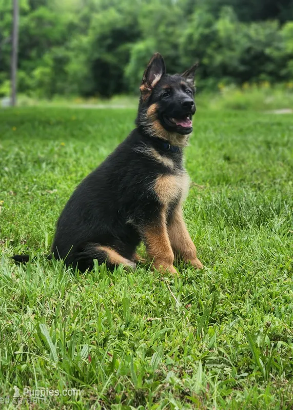 Dax - AKC – German Shepherd Dog puppy for sale in Harrisonville, MO