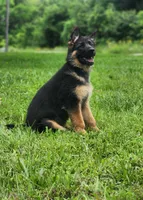 Dax - AKC, a male German Shepherd Dog for sale in Harrisonville, MO – 1 of 10
