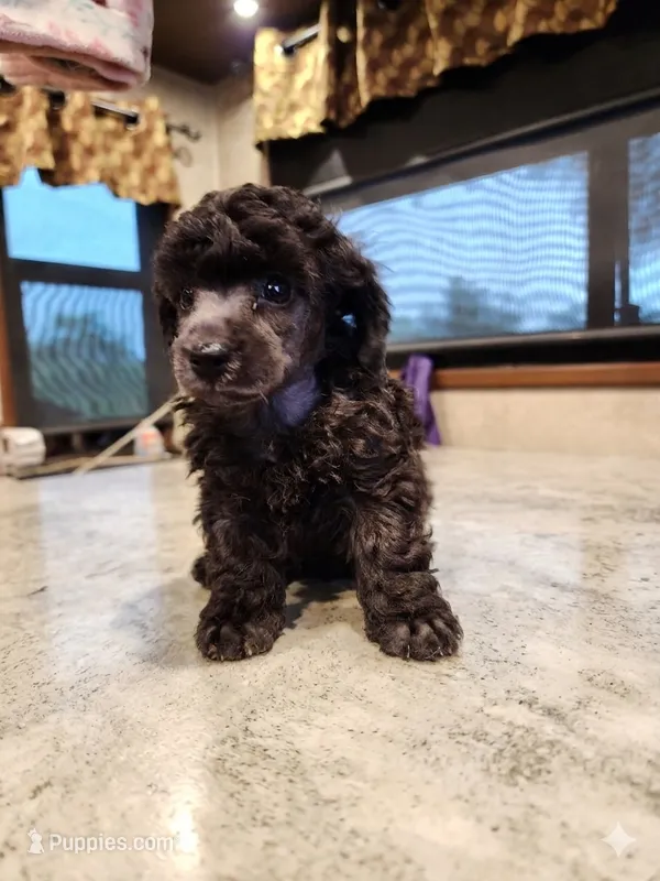 Cyclone AKC – Poodle - Toy  puppy for sale in Harrisonville, MO