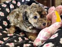 Twister AKC, a male Poodle - Toy  for sale in Harrisonville, MO – 3 of 9