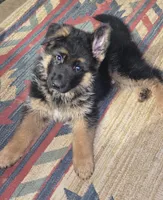 Hoss - AKC, a male German Shepherd Dog for sale in Harrisonville, MO – 2 of 10