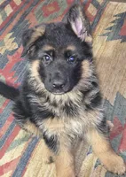 Hoss - AKC, a male German Shepherd Dog for sale in Harrisonville, MO – 3 of 10