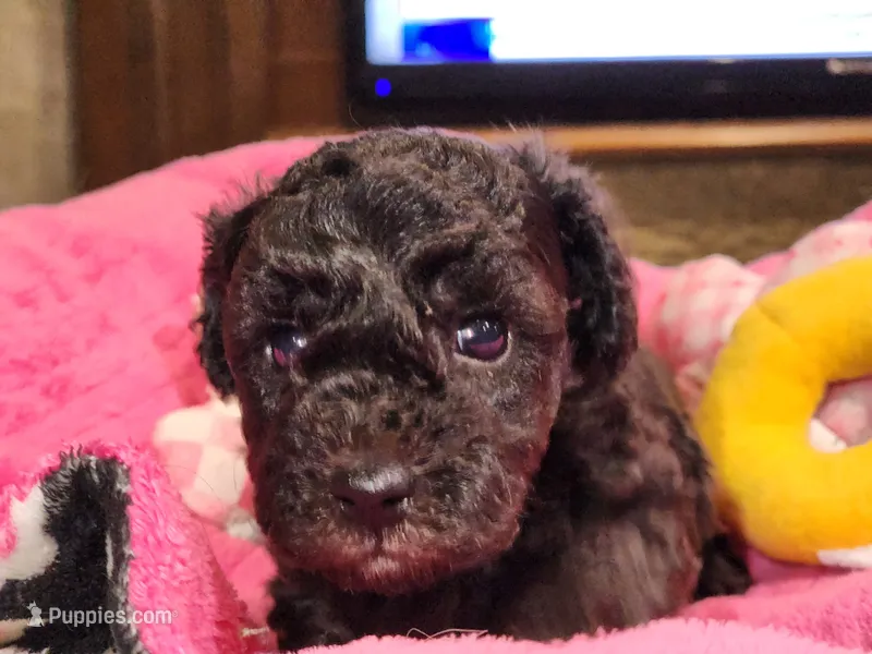 Cyclone AKC – Poodle - Toy  puppy for sale in Harrisonville, MO