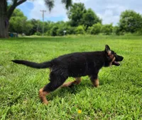 Dax - AKC, a male German Shepherd Dog for sale in Harrisonville, MO – 3 of 10
