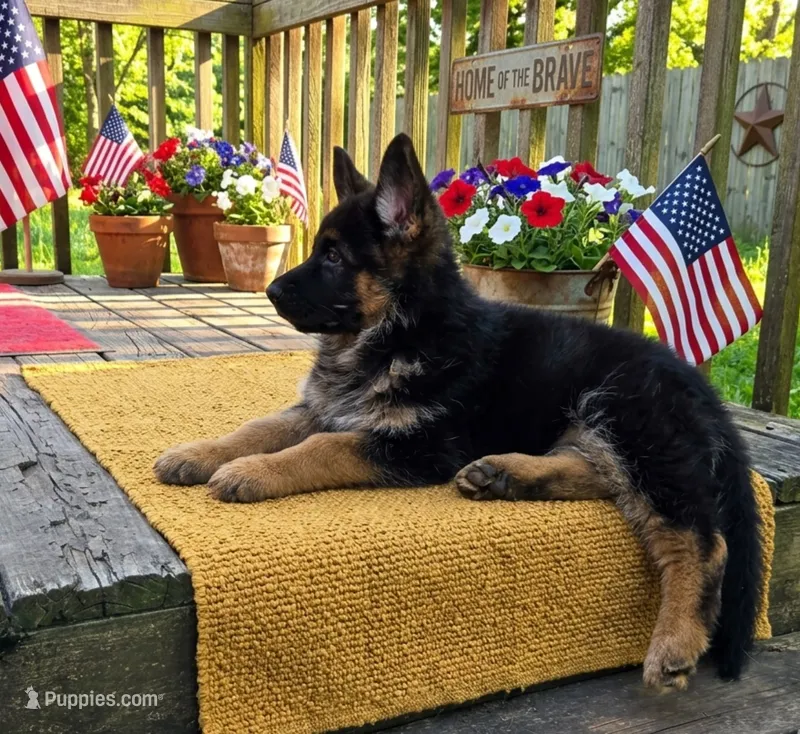 Hoss - AKC – German Shepherd Dog puppy for sale in Harrisonville, MO