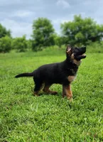 Dax - AKC, a male German Shepherd Dog for sale in Harrisonville, MO – 2 of 10