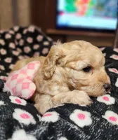 Windy AKC, a female Poodle - Toy  for sale in Harrisonville, MO – 3 of 8