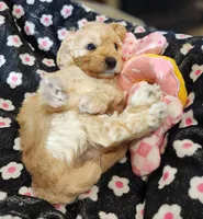 Windy AKC, a female Poodle - Toy  for sale in Harrisonville, MO – 2 of 8