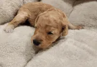 Windy AKC, a female Poodle - Toy  for sale in Harrisonville, MO – 5 of 8