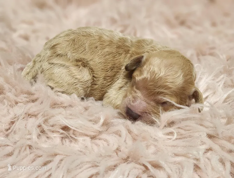 Windy AKC – Poodle - Toy  puppy for sale in Harrisonville, MO