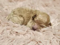 Windy AKC, a female Poodle - Toy  for sale in Harrisonville, MO – Photo 1 of 5