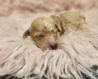 Windy AKC, a female Poodle - Toy  for sale in Harrisonville, MO – Photo 3 of 5