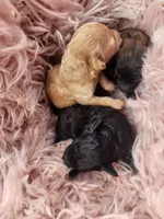 Windy AKC, a female Poodle - Toy  for sale in Harrisonville, MO – Photo 5 of 5