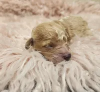 Windy AKC, a female Poodle - Toy  for sale in Harrisonville, MO – Photo 2 of 5