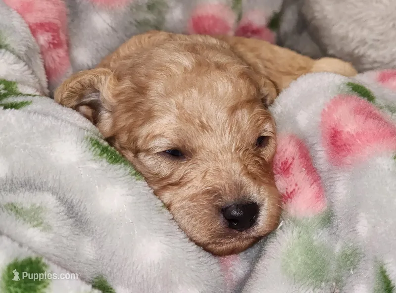 Windy AKC – Poodle - Toy  puppy on hold in Harrisonville, MO