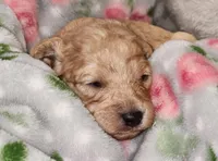 Windy AKC, a female Poodle - Toy  for sale in Harrisonville, MO – 4 of 8