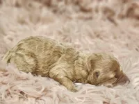 Windy AKC, a female Poodle - Toy  for sale in Harrisonville, MO – Photo 4 of 5