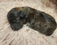 Twister AKC, a male Poodle - Toy  for sale in Harrisonville, MO – Photo 3 of 3