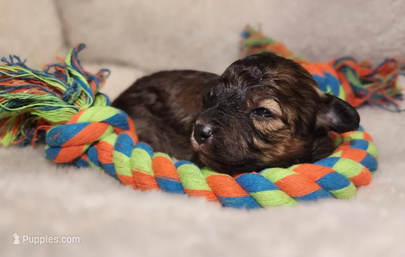 Twister AKC – Poodle - Toy  puppy for sale in Harrisonville, MO
