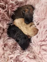 Twister AKC, a male Poodle - Toy  for sale in Harrisonville, MO – Photo 2 of 3