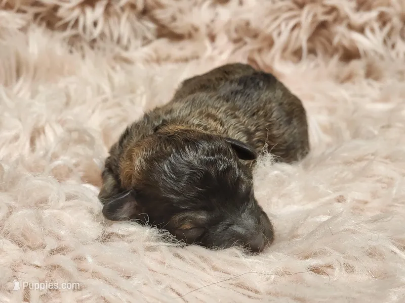 Twister AKC – Poodle - Toy  puppy for sale in Harrisonville, MO