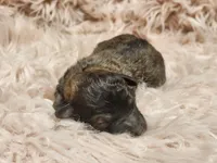 Twister AKC, a male Poodle - Toy  for sale in Harrisonville, MO – Photo 1 of 3