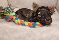 Twister AKC, a male Poodle - Toy  for sale in Harrisonville, MO – 6 of 9