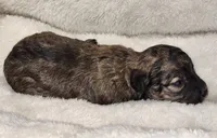 Twister AKC, a male Poodle - Toy  for sale in Harrisonville, MO – 7 of 9
