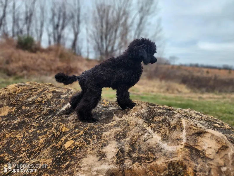 Happi AKC – Poodle - Miniature  puppy for sale in Harrisonville, MO