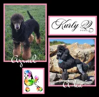 Happi AKC, a male Poodle - Miniature  for sale in Harrisonville, MO – Photo 9 of 10