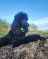 Happi AKC, a male Poodle - Miniature  for sale in Harrisonville, MO – 2 of 10