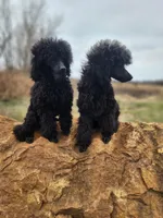 Happi AKC, a male Poodle - Miniature  for sale in Harrisonville, MO – Photo 3 of 10