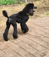 Happi AKC, a male Poodle - Miniature  for sale in Harrisonville, MO – 3 of 10
