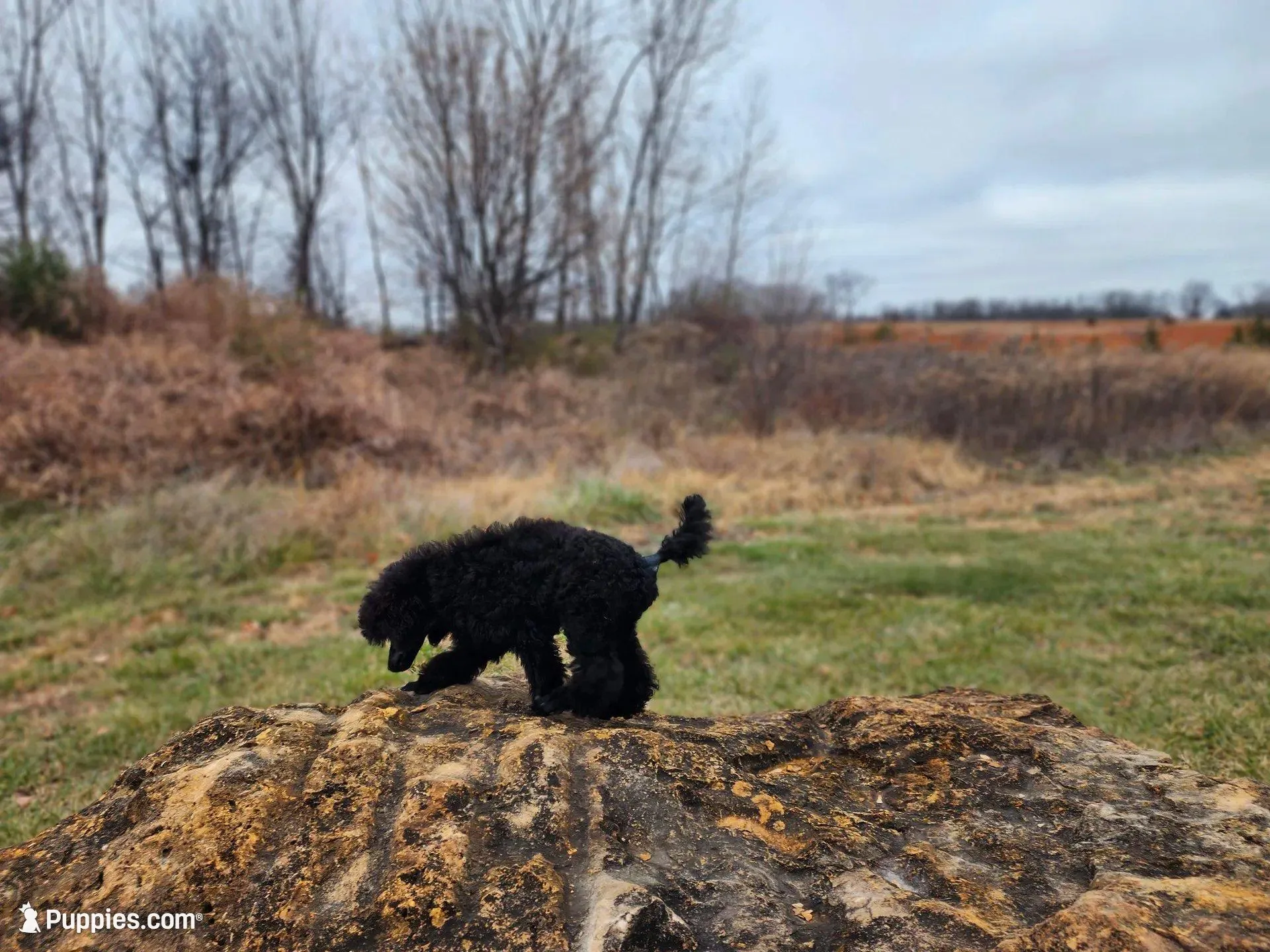 Happi AKC, a male Poodle - Miniature  for sale in Harrisonville, MO – Photo 2 of 10