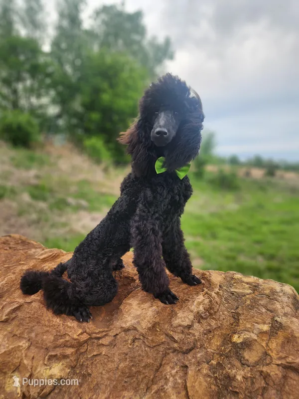 Happi AKC – Poodle - Miniature  puppy for sale in Harrisonville, MO