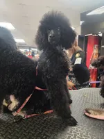 Happi AKC, a male Poodle - Miniature  for sale in Harrisonville, MO – Photo 7 of 10